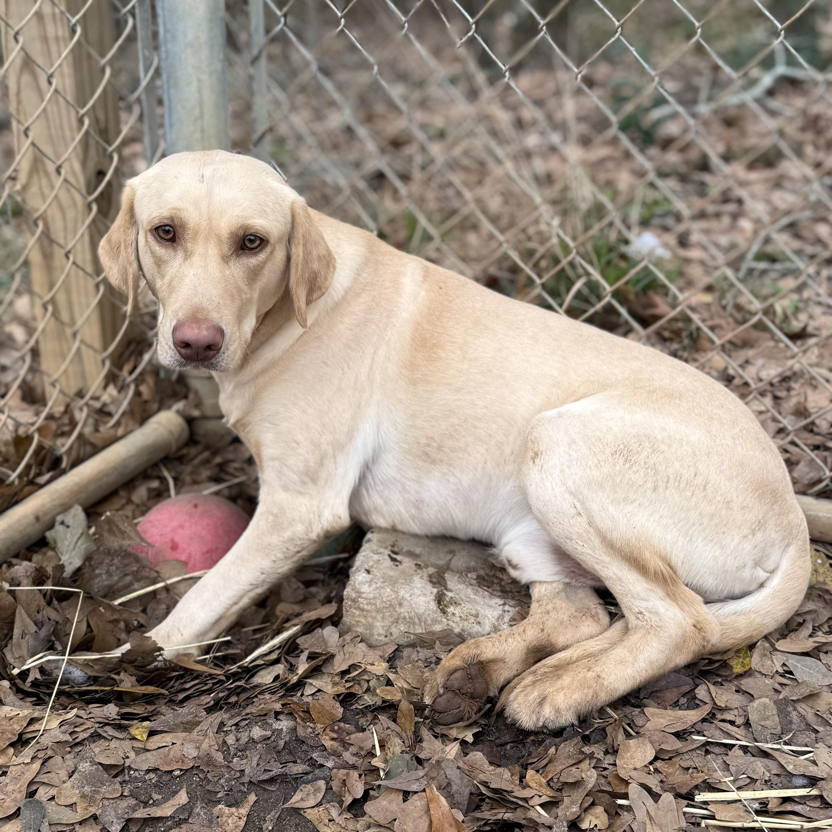 Steve Harvey — thumbnail 6