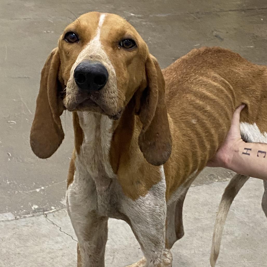 Copper, Adoptable, Adult Male English Coonhound.