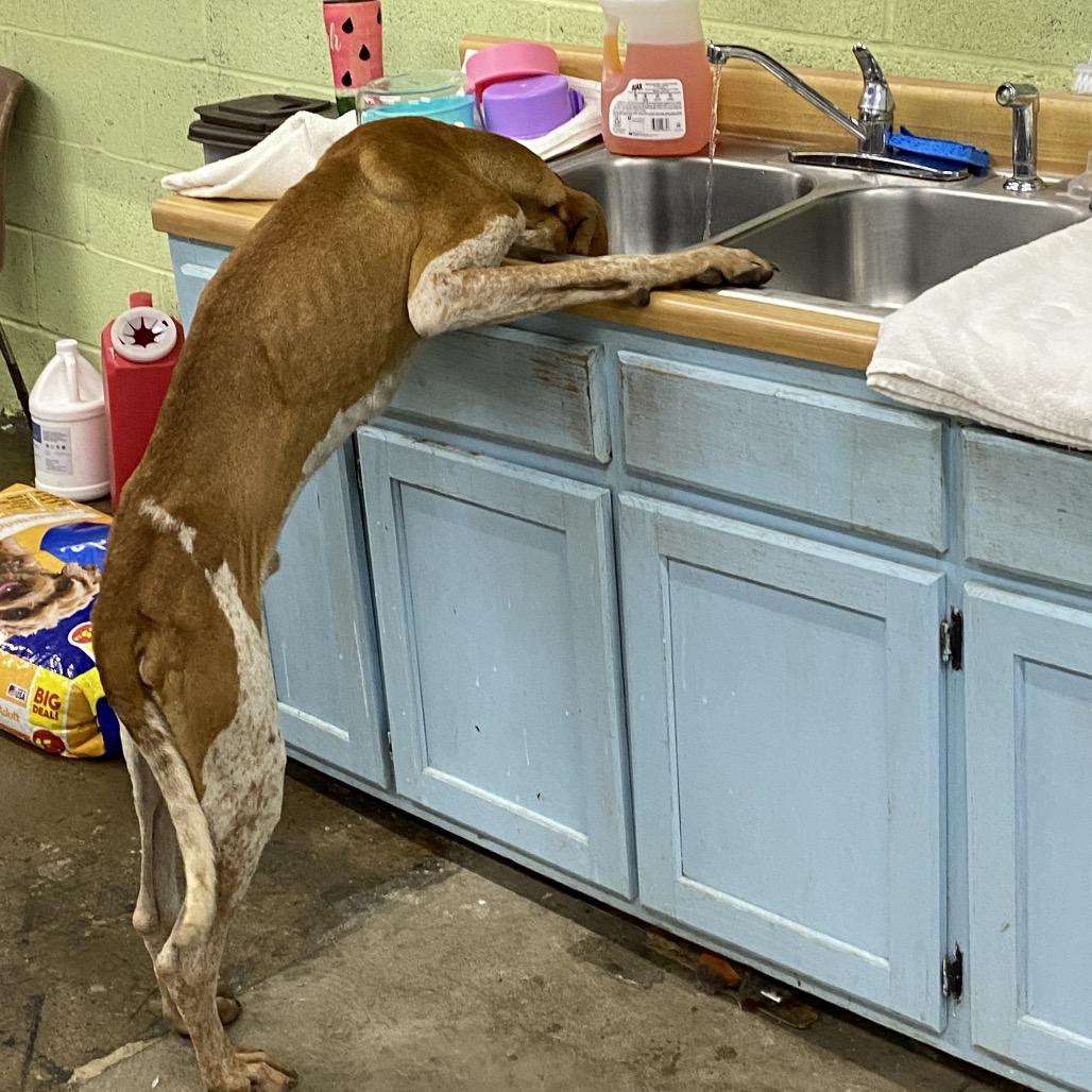 Enlarge Copper, a Adoptable English Coonhound in Corbin, KY image 2/4
