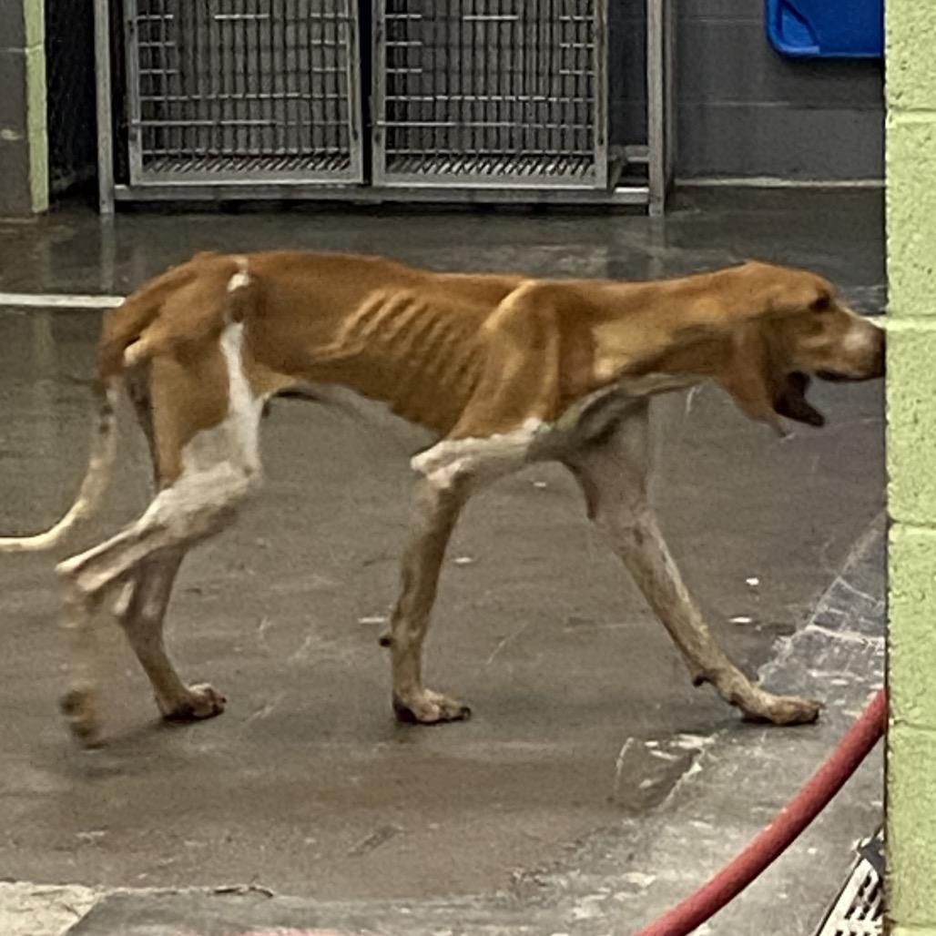 Enlarge Copper, a Adoptable English Coonhound in Corbin, KY image 3/4
