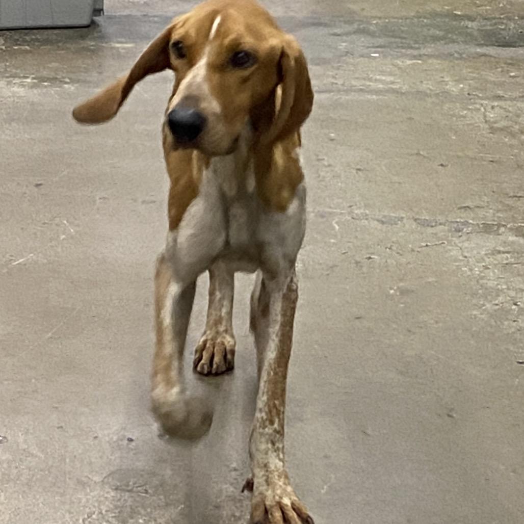 Enlarge Copper, a Adoptable English Coonhound in Corbin, KY image 4/4