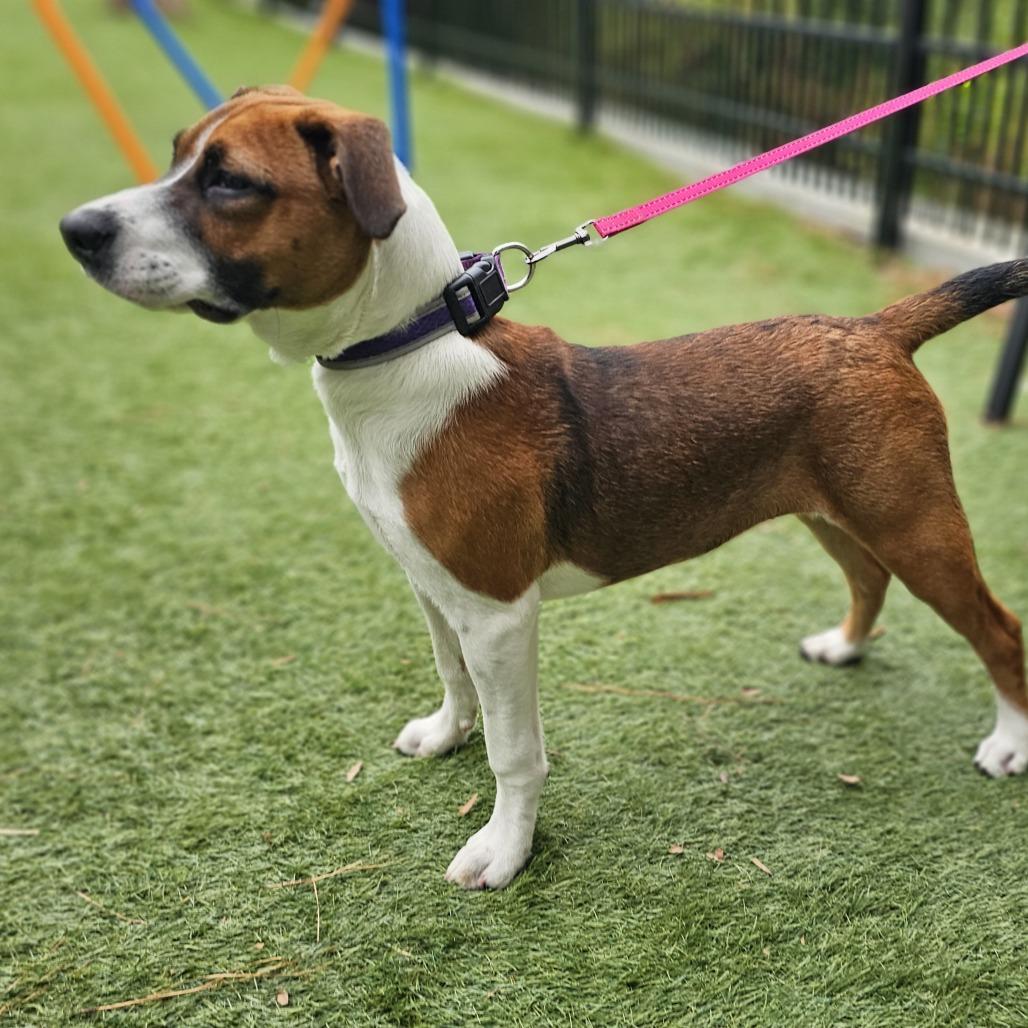 Molly, Adoptable, Young Female Boxer & Mixed Breed.