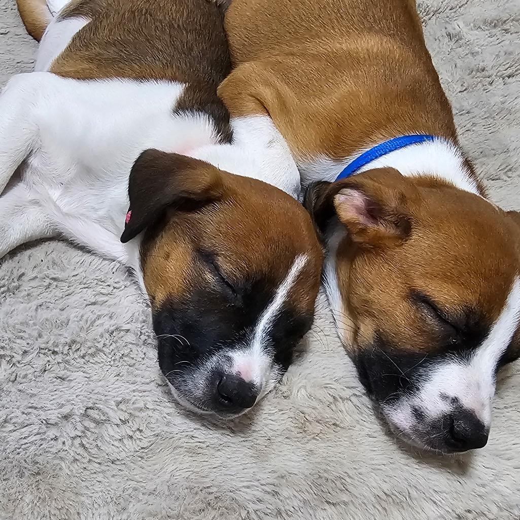 Molly, Adoptable, Young Female Mixed Breed.