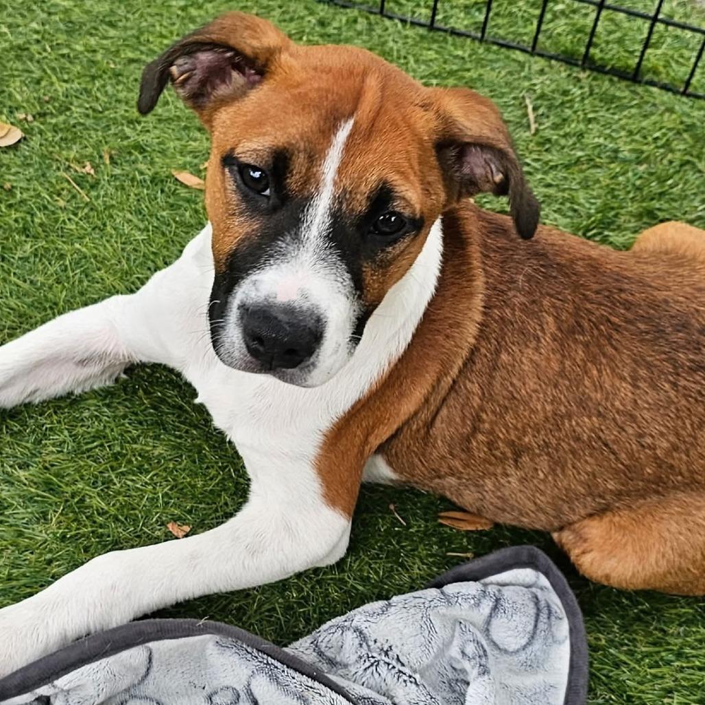 Enlarge Molly, a Adoptable mixed breed in Myrtle Beach, SC image 2/5