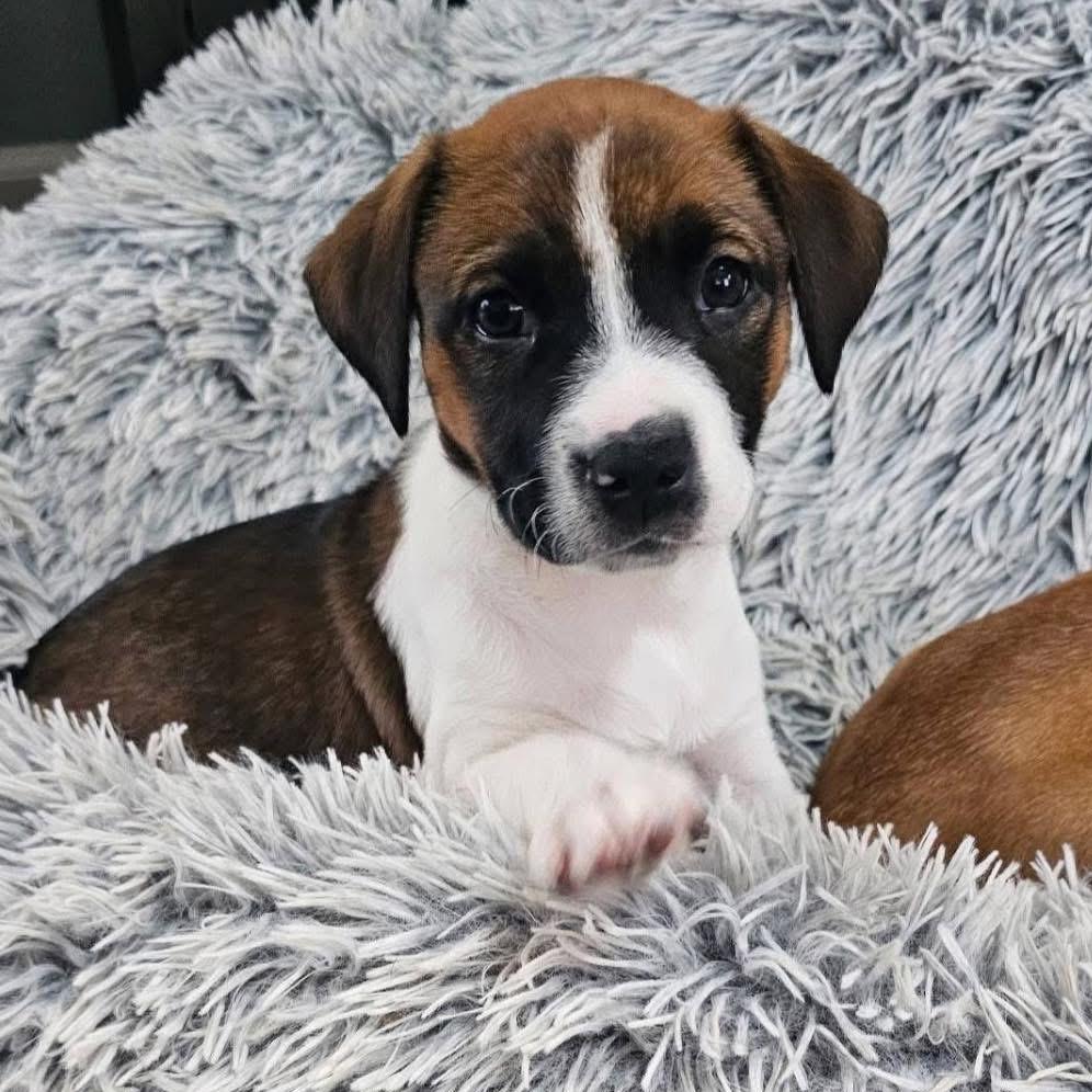 Enlarge Molly, a Adoptable mixed breed in Myrtle Beach, SC image 3/5