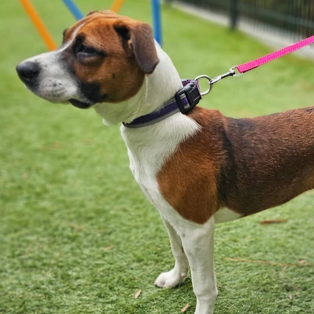 Enlarge Molly, a Adoptable mixed breed in Myrtle Beach, SC image 4/5