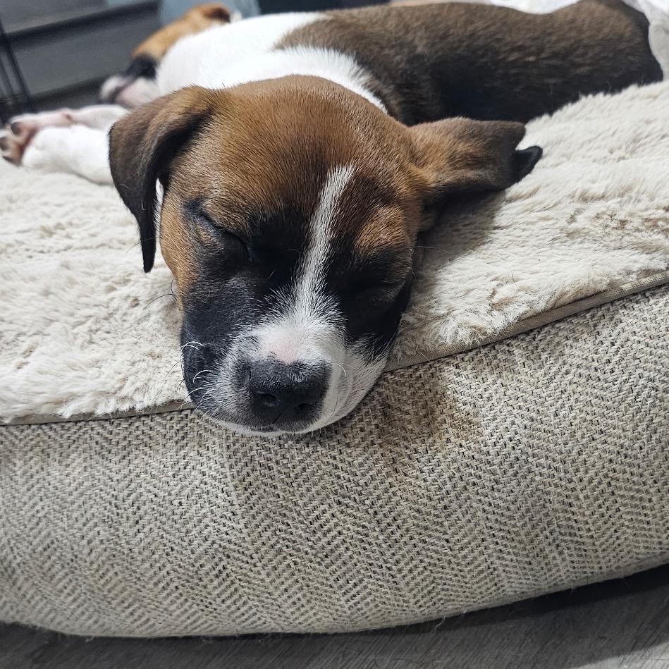 Enlarge Molly, a Adoptable mixed breed in Myrtle Beach, SC image 5/5