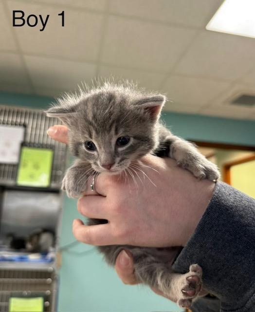 Enlarge Hopper, a Adoptable Domestic Short Hair in Archbold , OH image 1/3