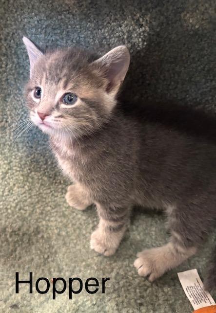 Enlarge Hopper, a Adoptable Domestic Short Hair in Archbold , OH image 2/3