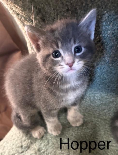 Enlarge Hopper, a Adoptable Domestic Short Hair in Archbold , OH image 3/3