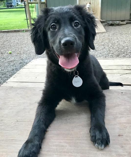 Enlarge Stella, an adopted Retriever in Honeoye Falls, NY image 1/1