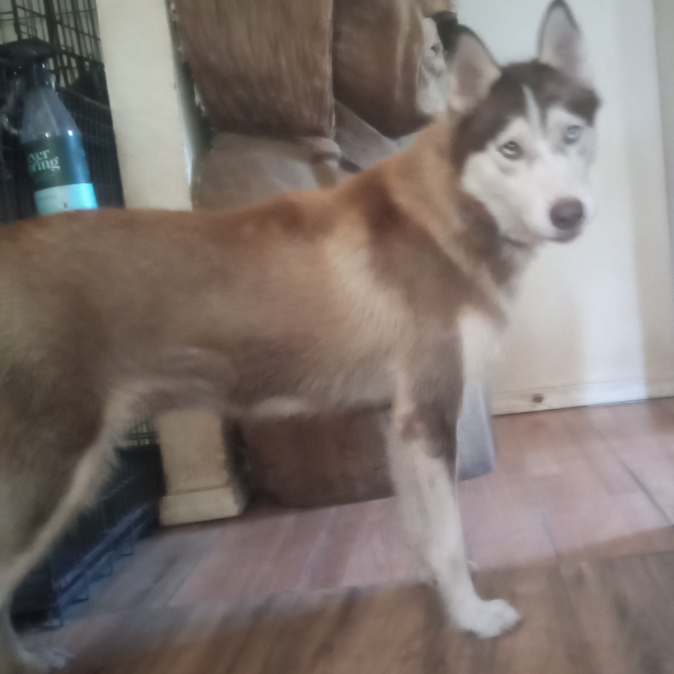 Enlarge Omega, a Adopted Siberian Husky in San Juan Bautista, CA image 1/4