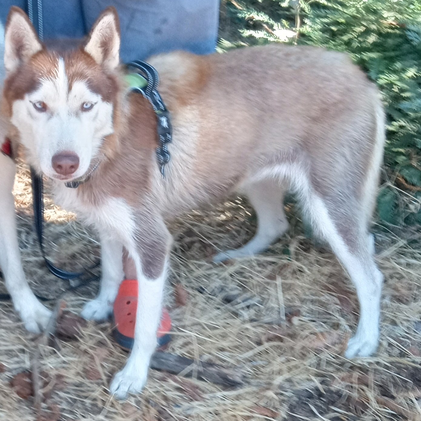 Enlarge Omega, a Adopted Siberian Husky in San Juan Bautista, CA image 2/4