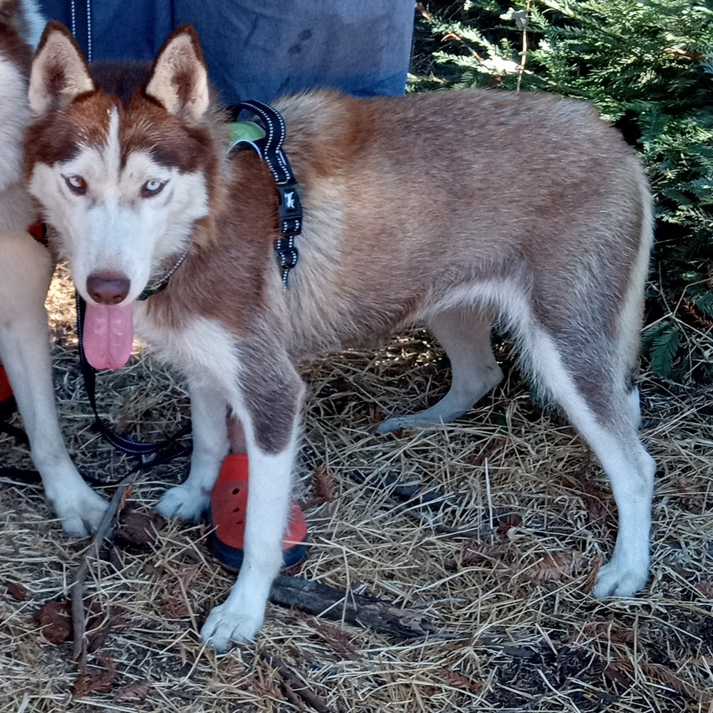 Enlarge Omega, a Adopted Siberian Husky in San Juan Bautista, CA image 3/4