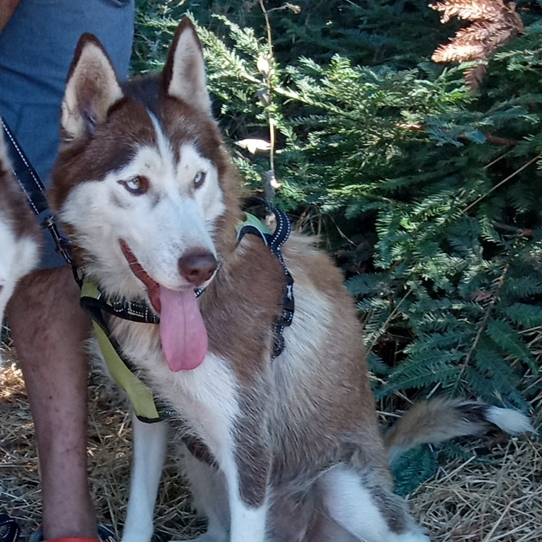 Enlarge Omega, a Adopted Siberian Husky in San Juan Bautista, CA image 4/4