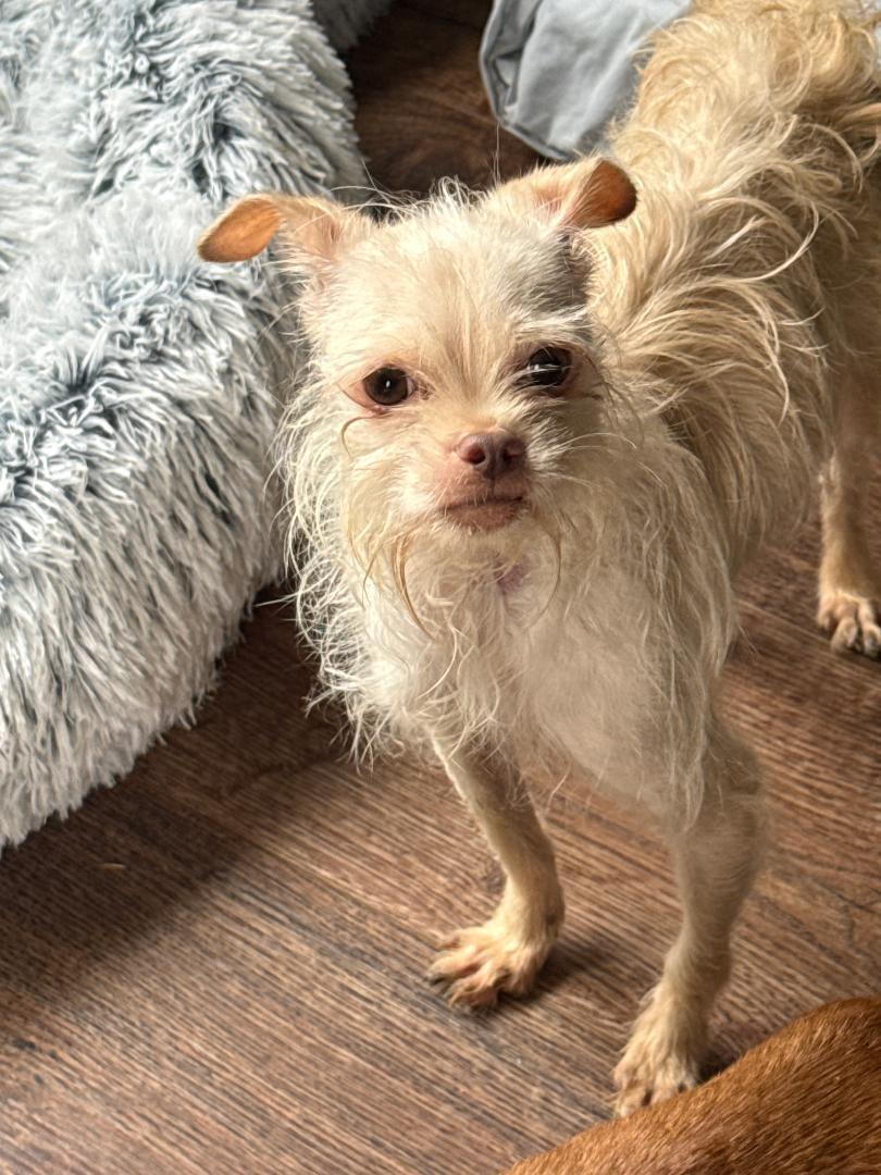 Enlarge Jelly  , an adoptable mixed breed in Los Angeles, CA image 1/1