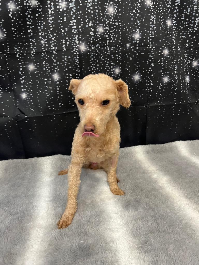 Enlarge Red, a Adopted Poodle in Pittsfield, IL image 1/1