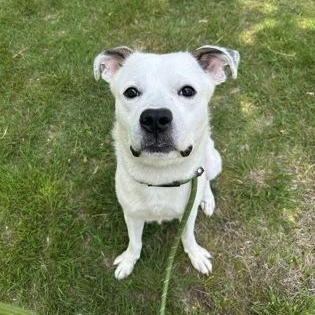 Snowcone, a ADOPTABLE mixed breed in Worcester, MA image 1/2