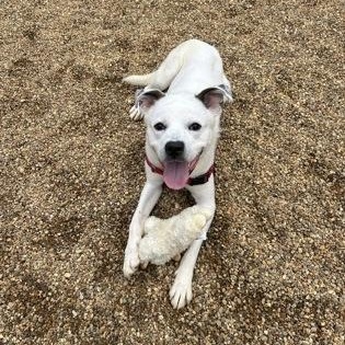 Snowcone, a ADOPTABLE mixed breed in Worcester, MA image 2/2
