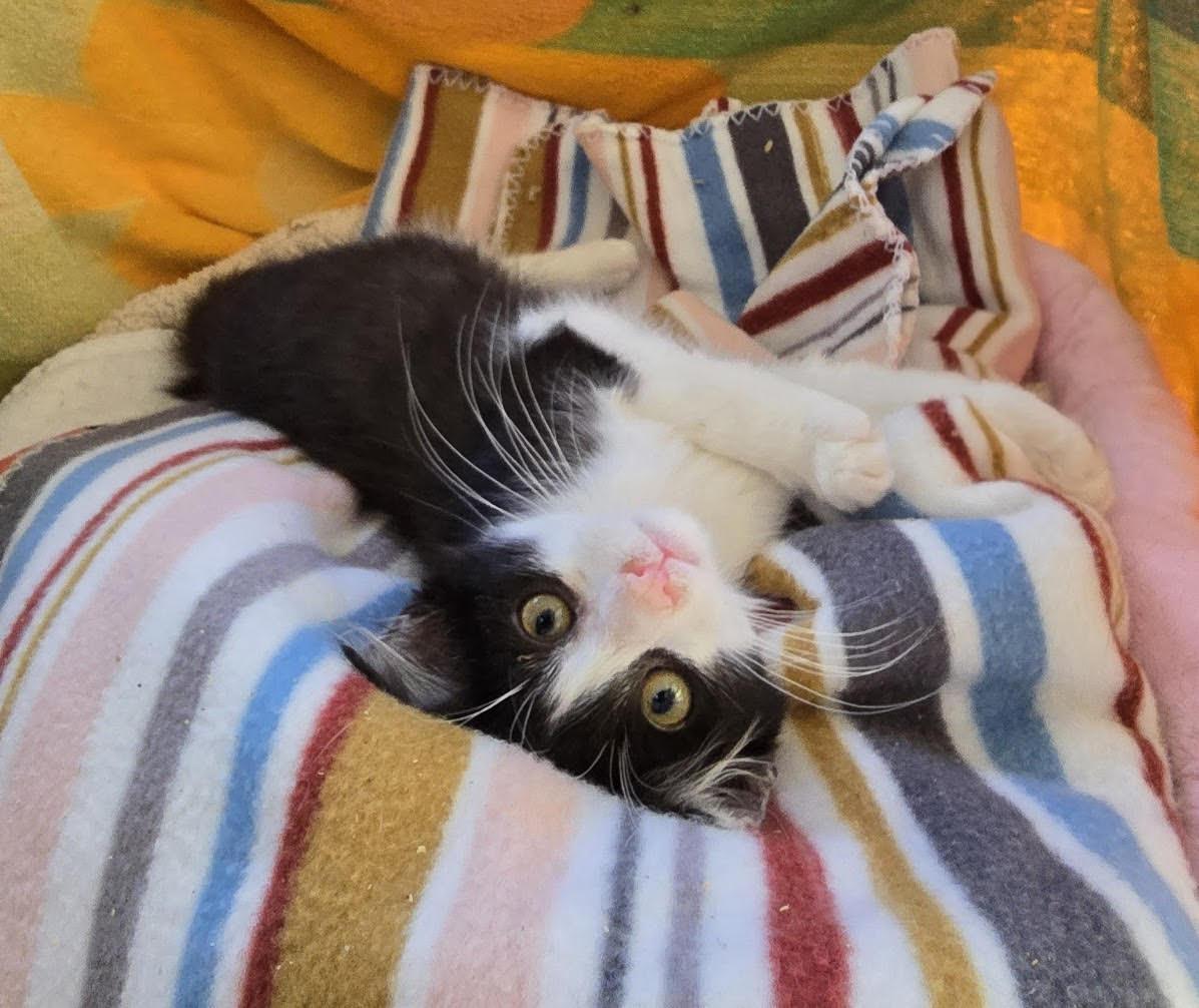 ZZ Eunice, Adoptable, Kitten Female Domestic Medium Hair.