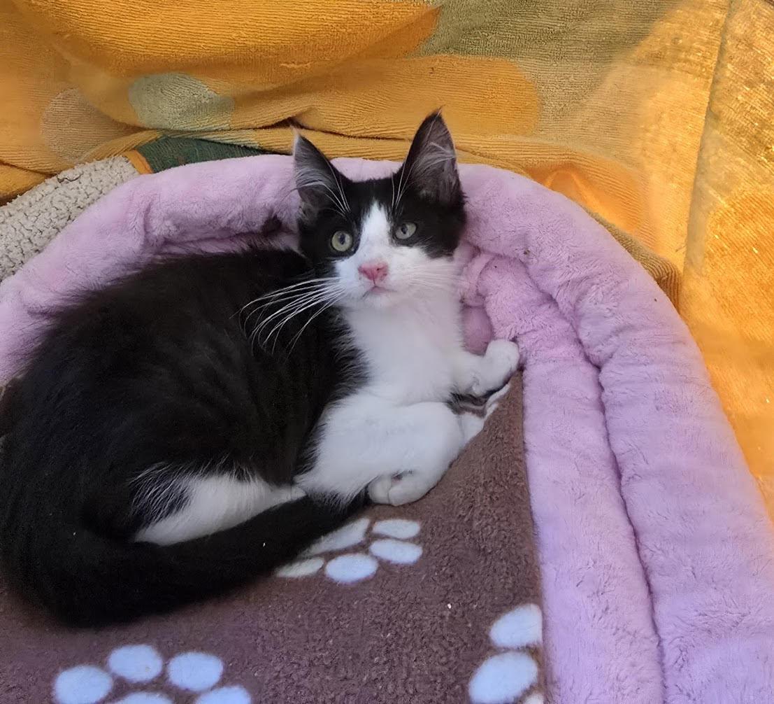Enlarge ZZ Eunice, a Adoptable Domestic Medium Hair in Seal Beach, CA image 2/3