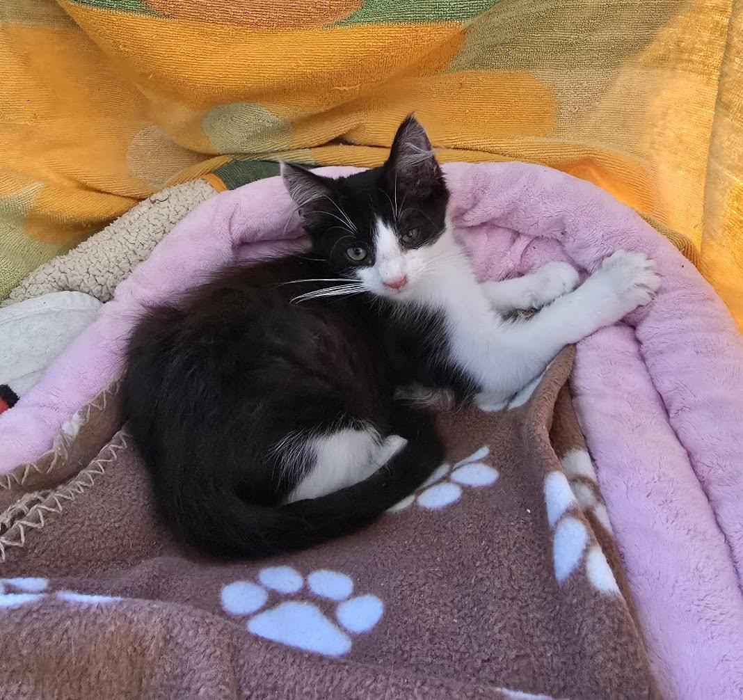 Enlarge ZZ Eunice, a Adoptable Domestic Medium Hair in Seal Beach, CA image 3/3