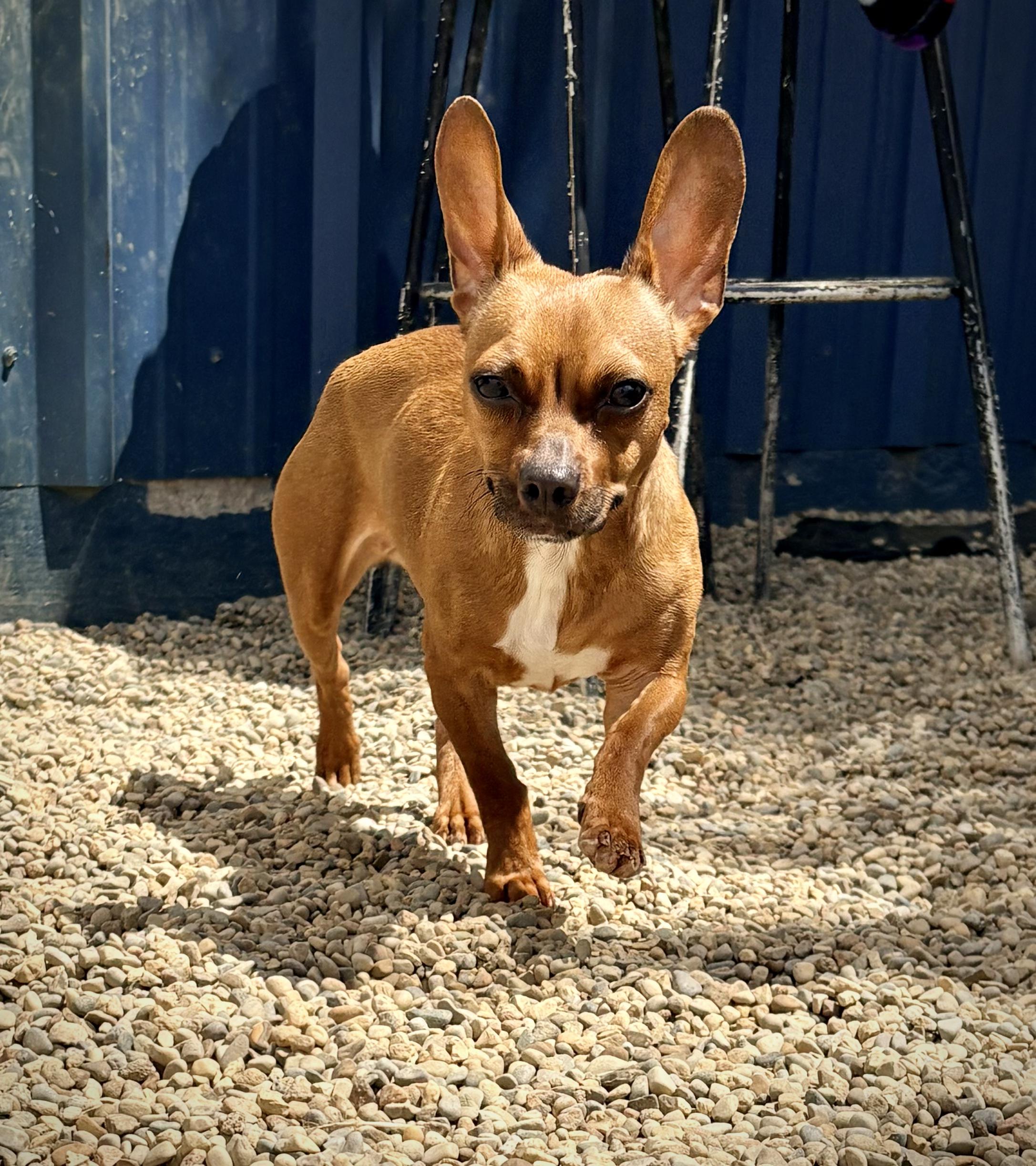 Dior, a ADOPTABLE mixed breed in Kalamazoo, MI image 3/4