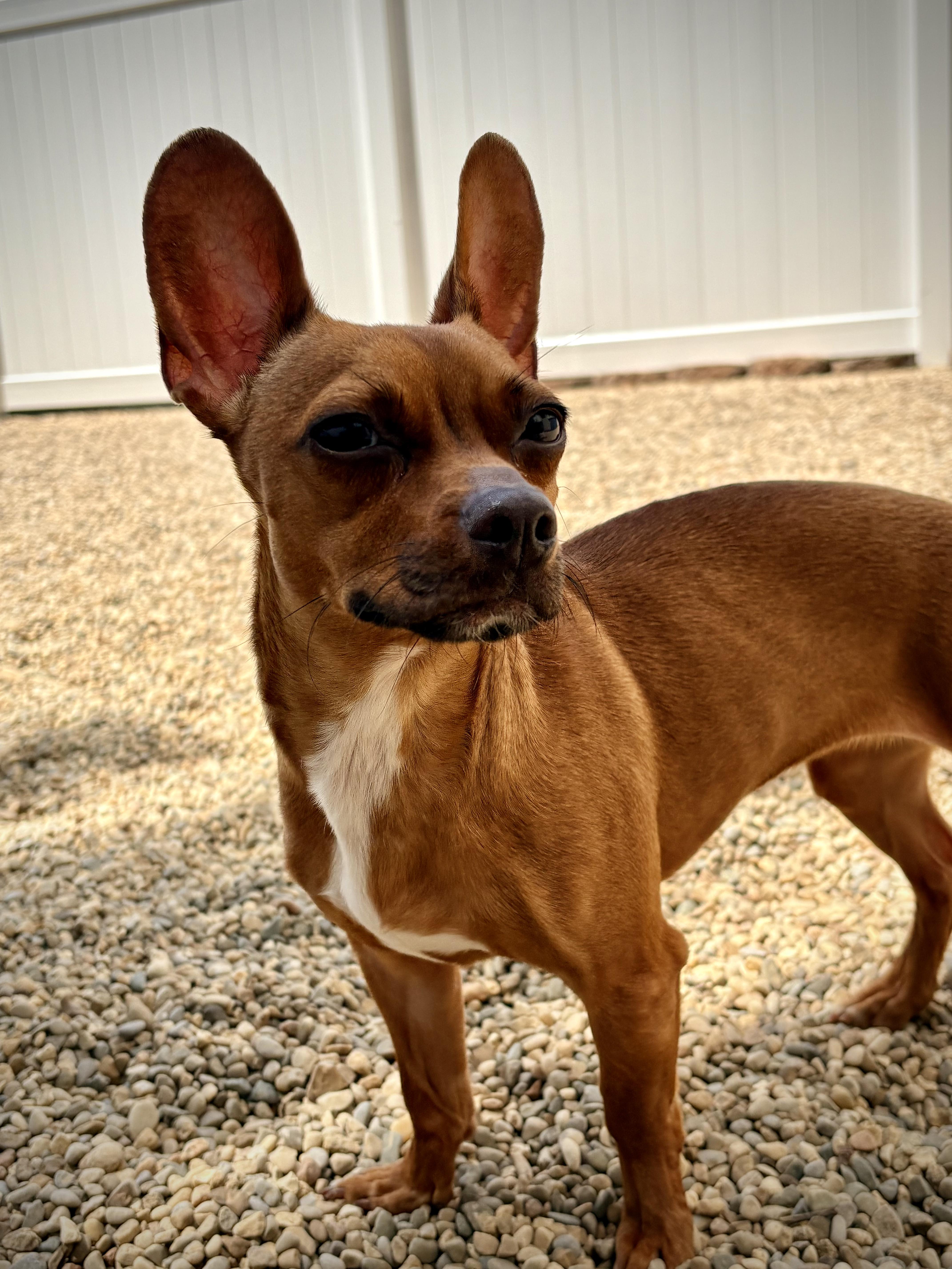 Dior, a ADOPTABLE mixed breed in Kalamazoo, MI image 2/4