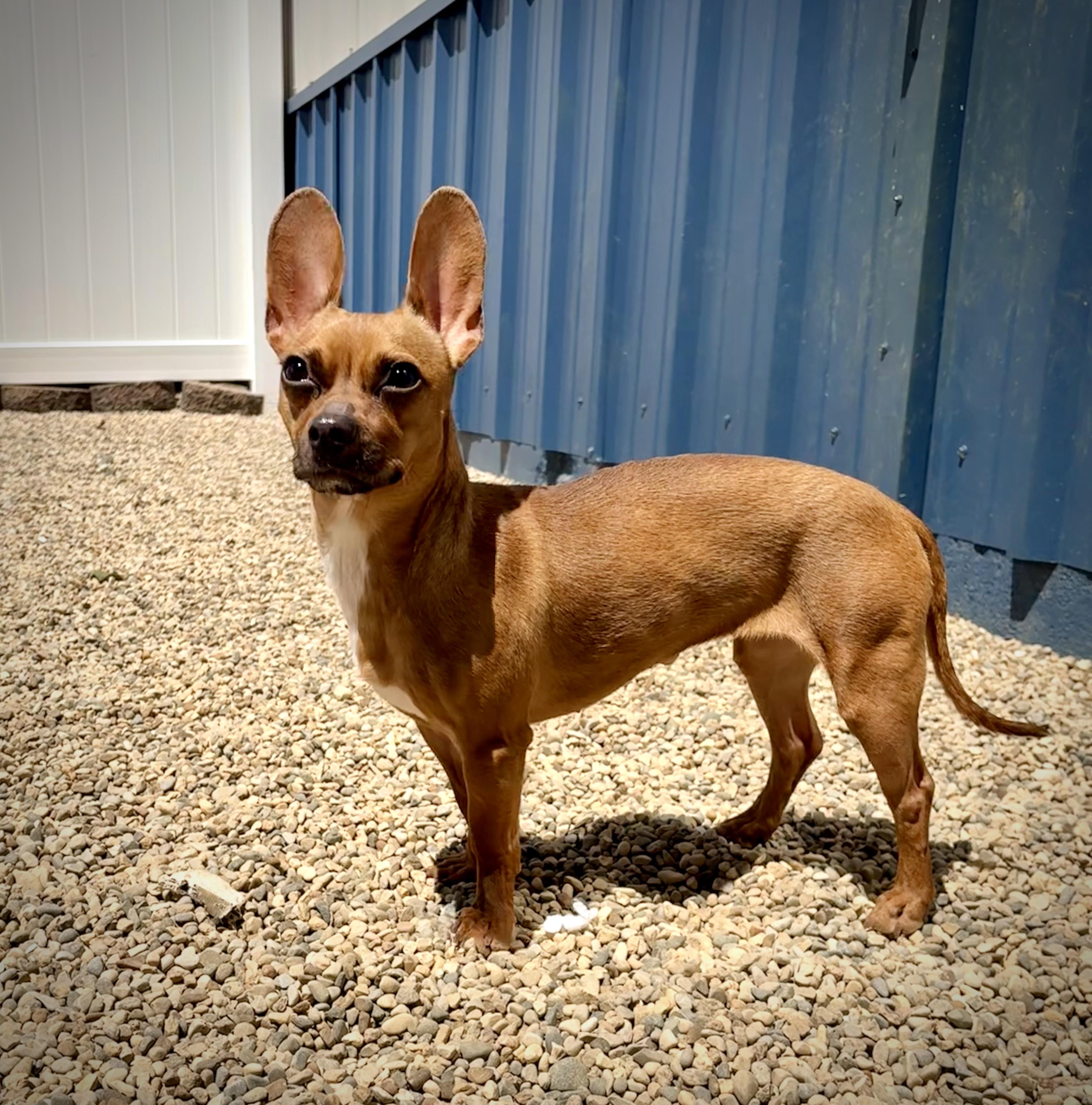 Dior, ADOPTABLE, Young Female Chihuahua.