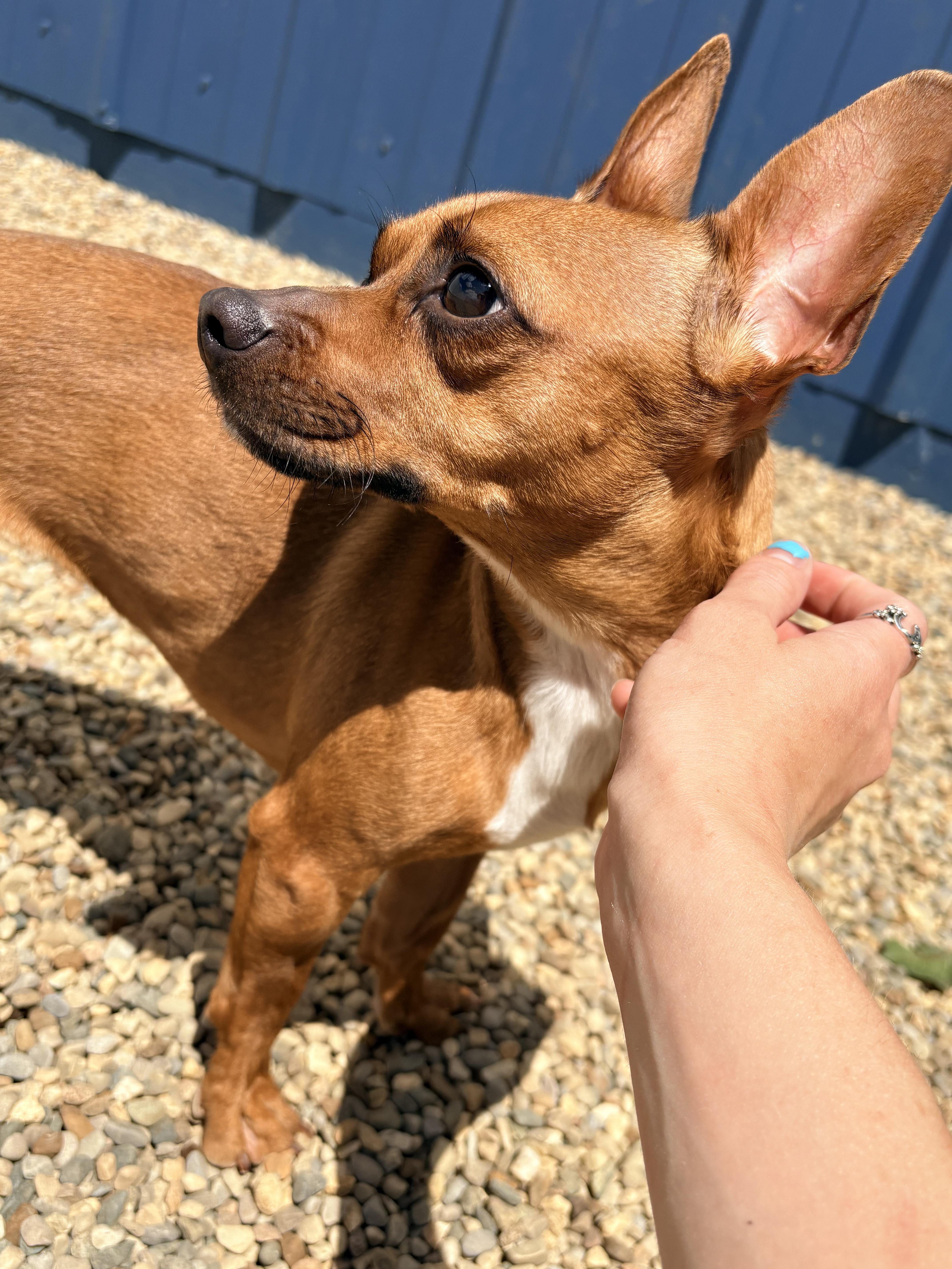 Dior, a ADOPTABLE mixed breed in Kalamazoo, MI image 4/4