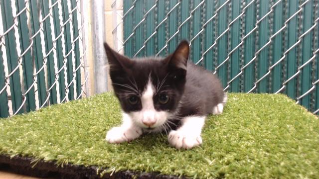 FRISIAN, Adoptable, Kitten Male Domestic Short Hair.
