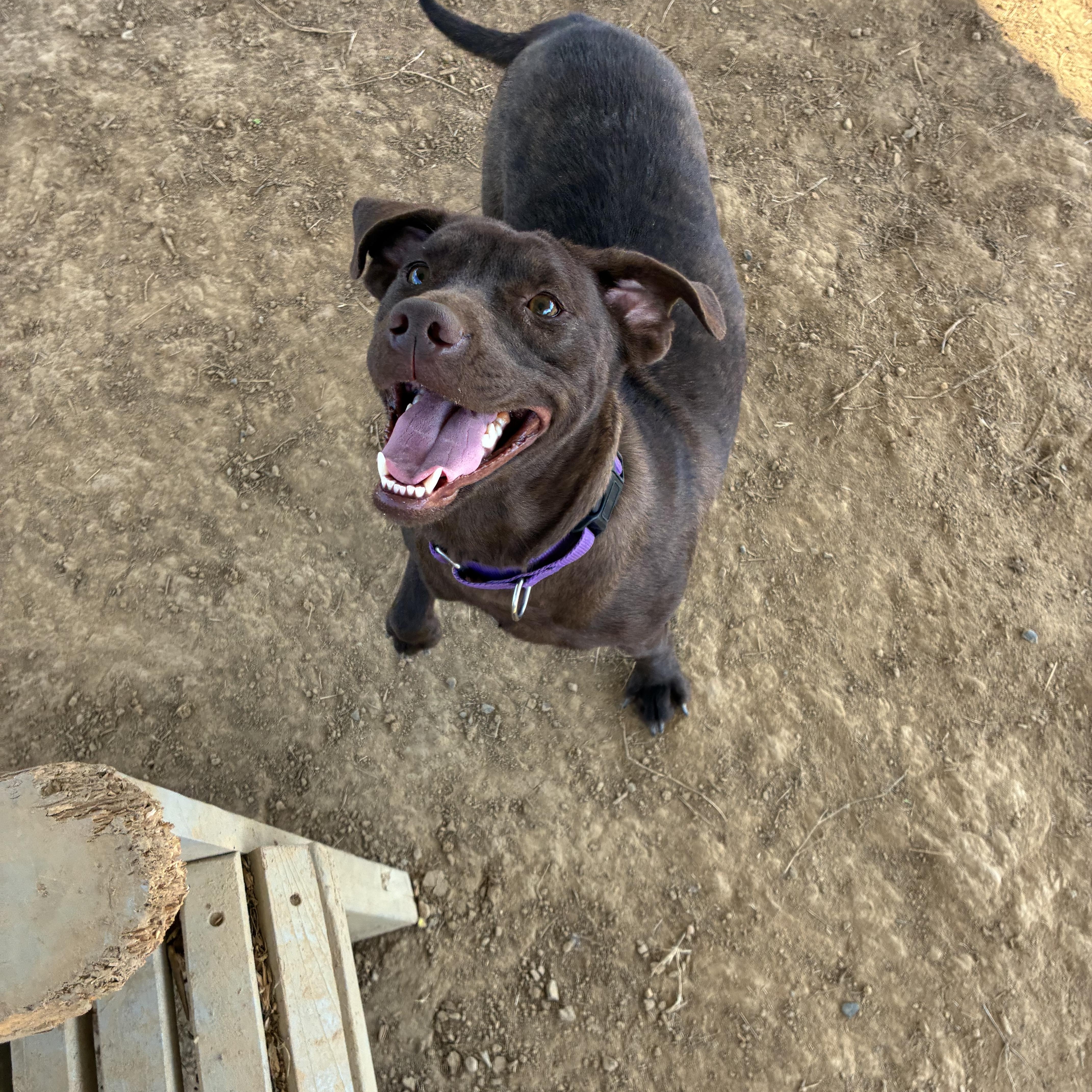 Lexi, a Adoptable mixed breed in Senatobia, MS image 2/5