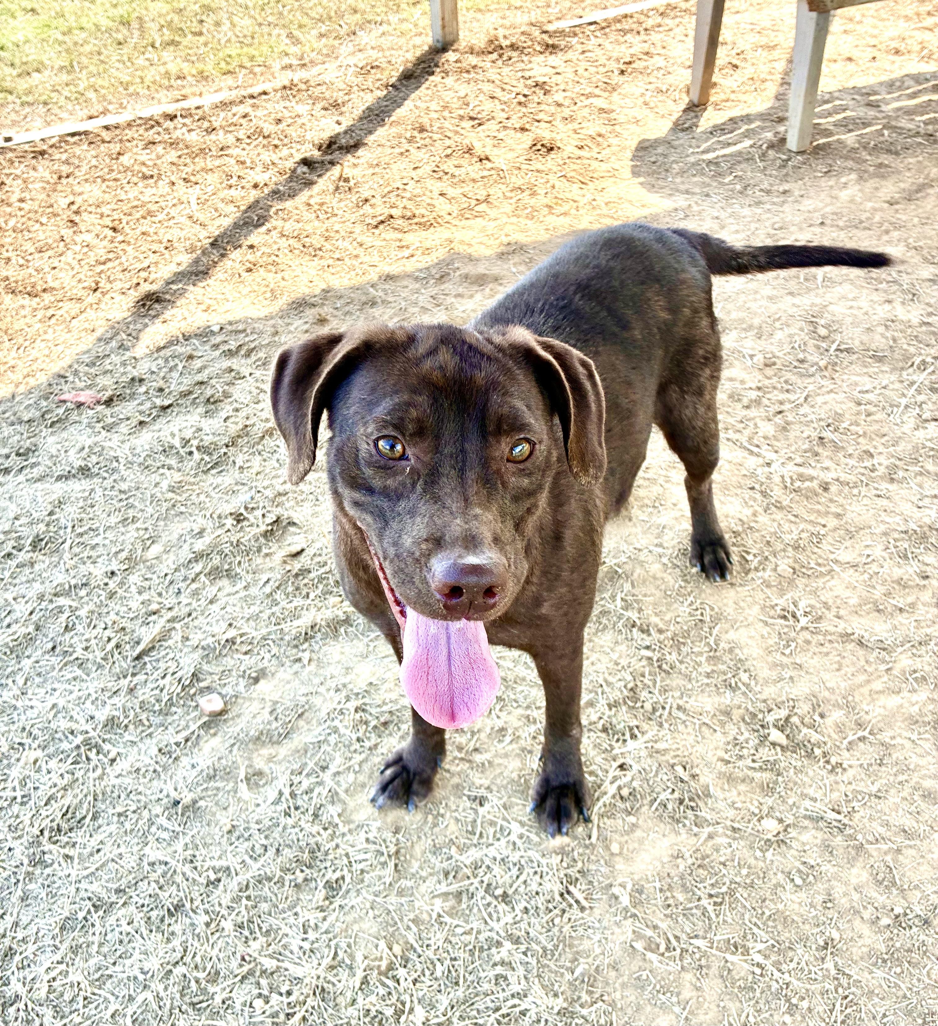 Lexi, a Adoptable mixed breed in Senatobia, MS image 3/5