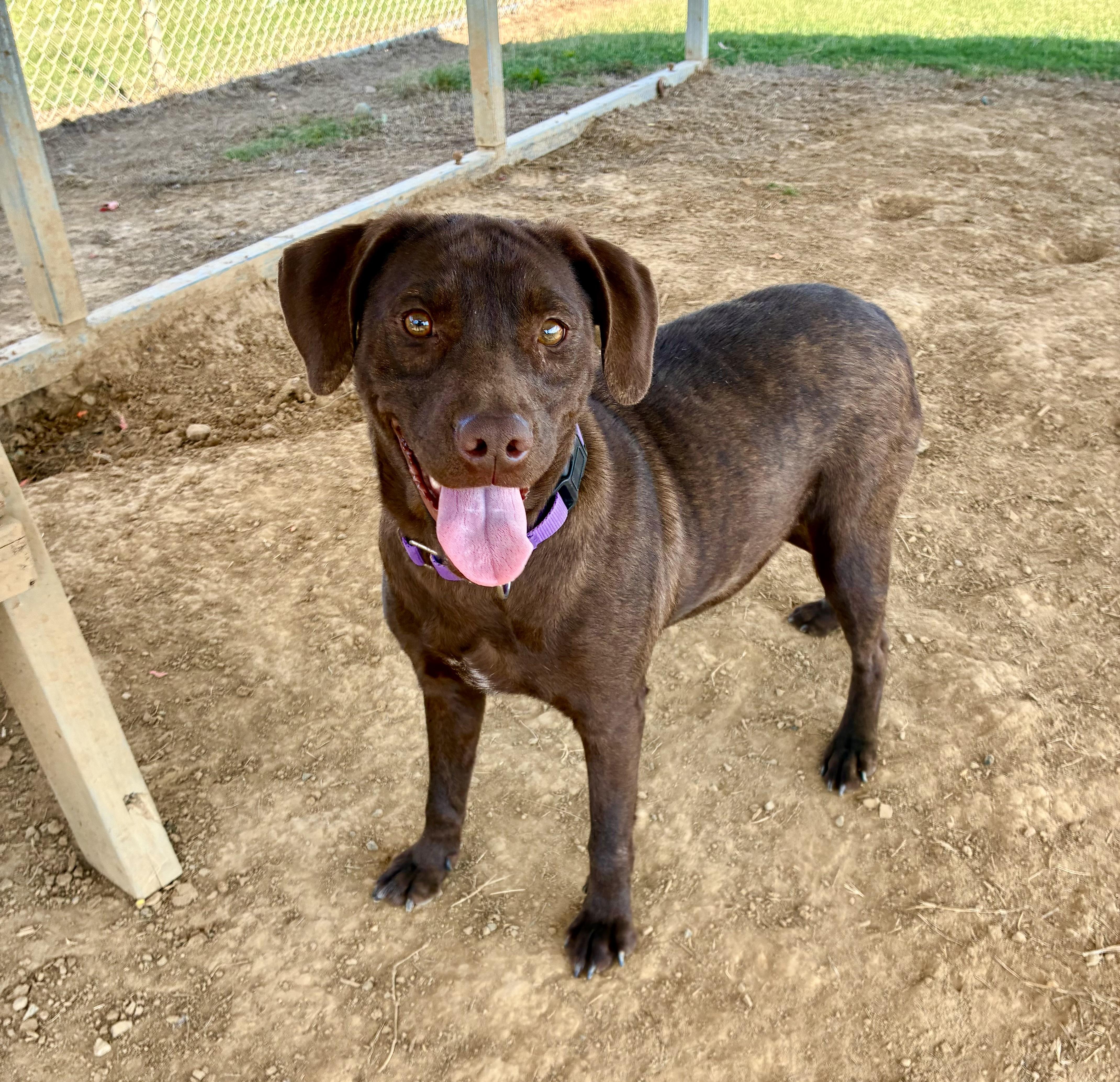 Lexi, a Adoptable mixed breed in Senatobia, MS image 1/5