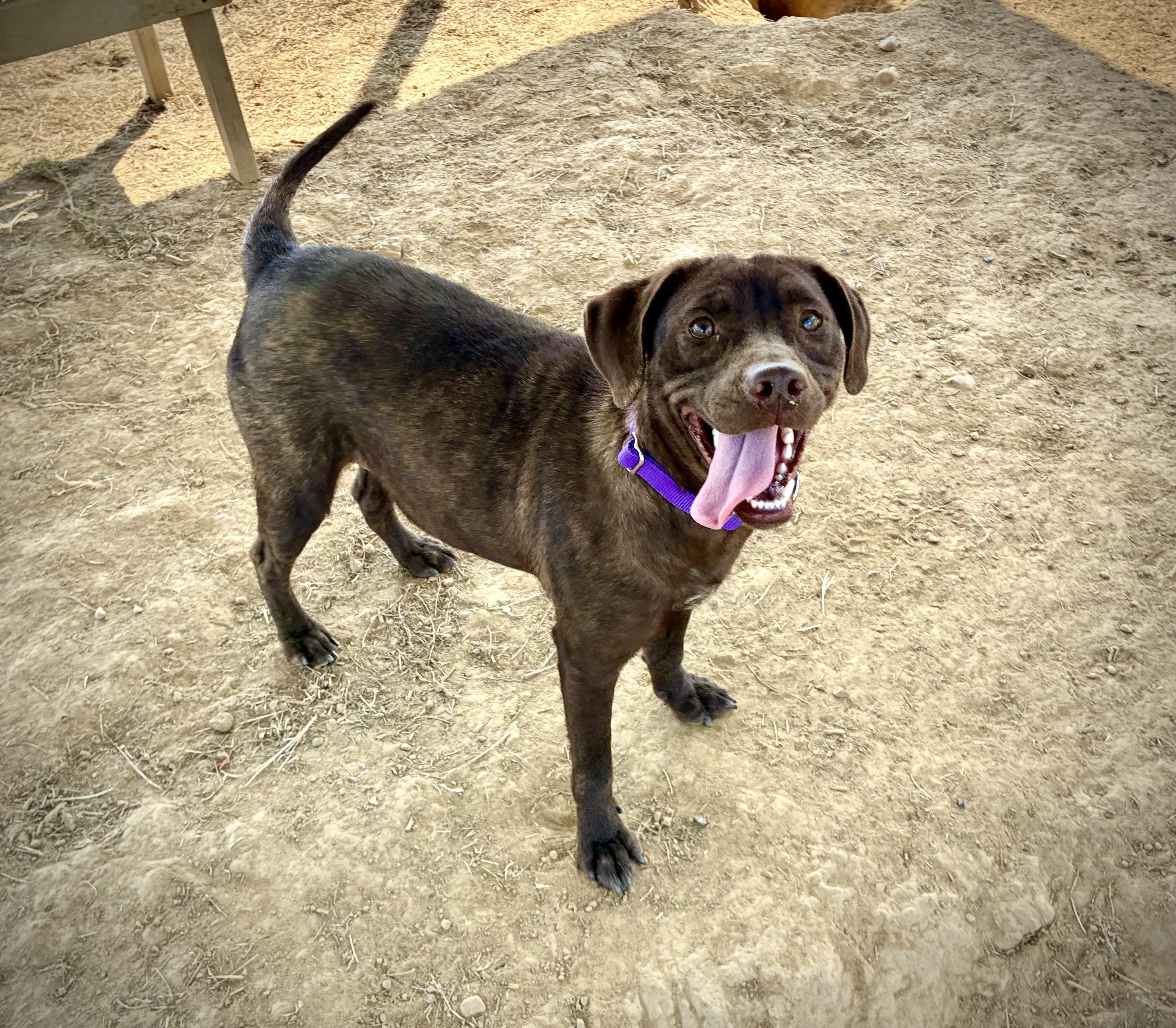 Lexi, a Adoptable mixed breed in Senatobia, MS image 4/5