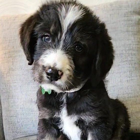 Enlarge Malcolm, an adopted mixed breed in Toledo, OH image 1/1