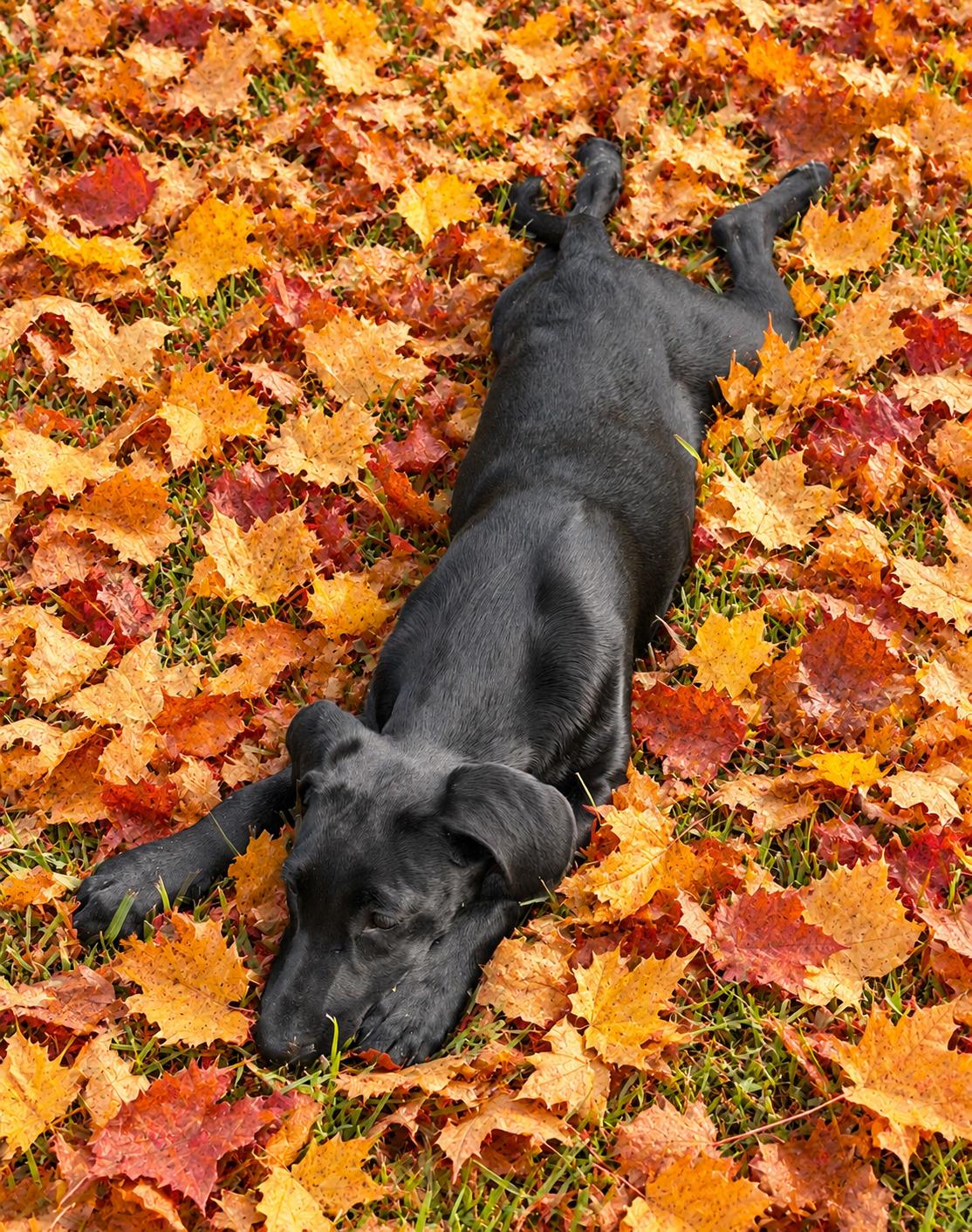 Enlarge Maeve, a Adoptable mixed breed in Willington, CT image 2/5