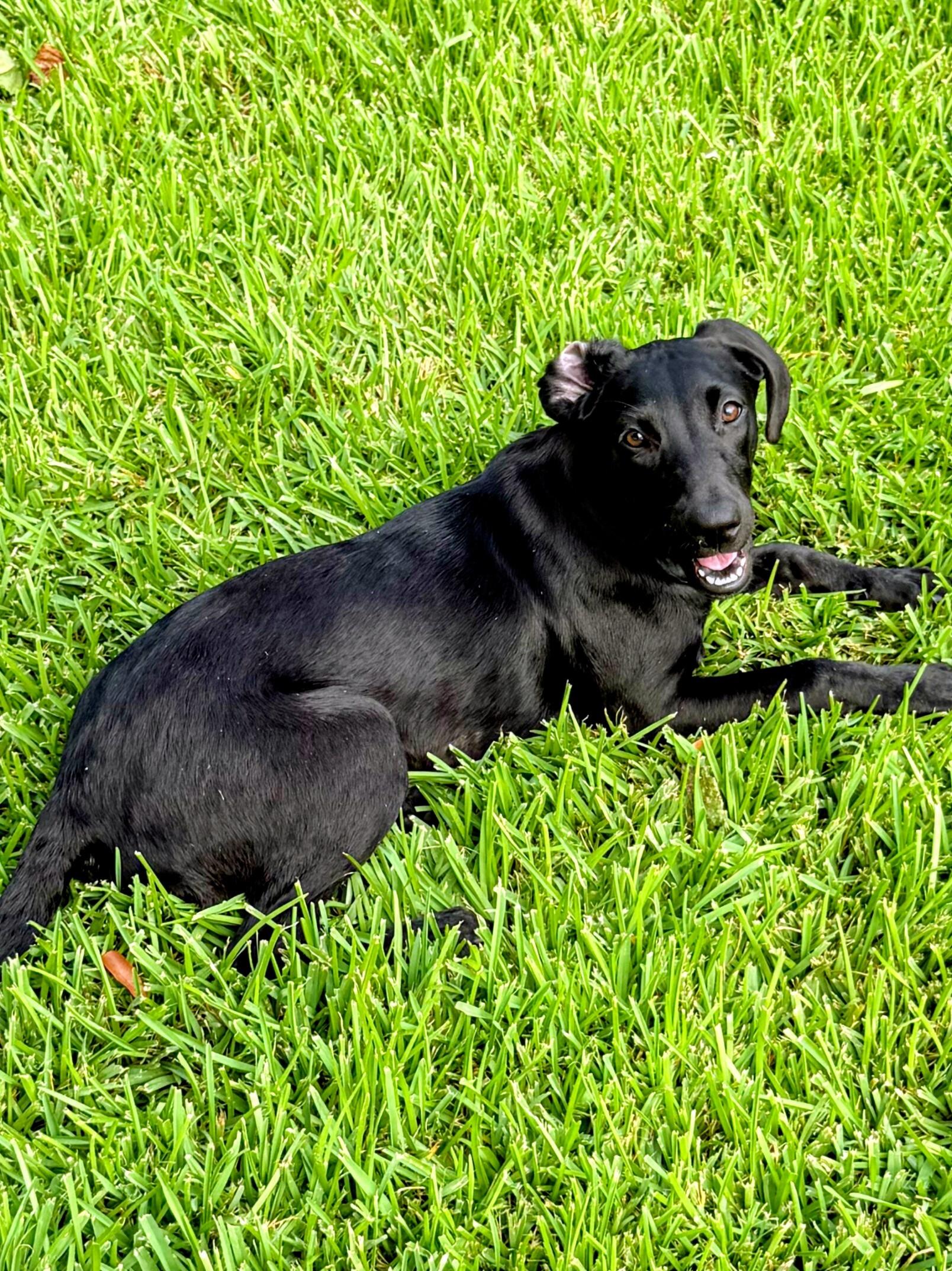Enlarge Maeve, a Adoptable mixed breed in Willington, CT image 3/5