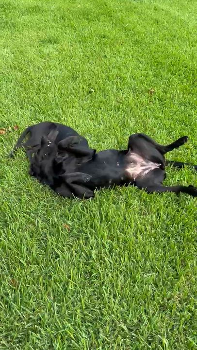 Enlarge Maeve, a Adoptable mixed breed in Willington, CT video 5/5