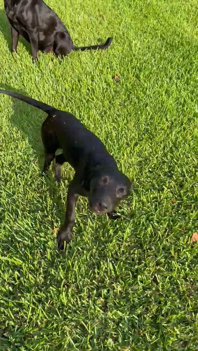 Enlarge Maeve, a Adoptable mixed breed in Willington, CT video 4/5