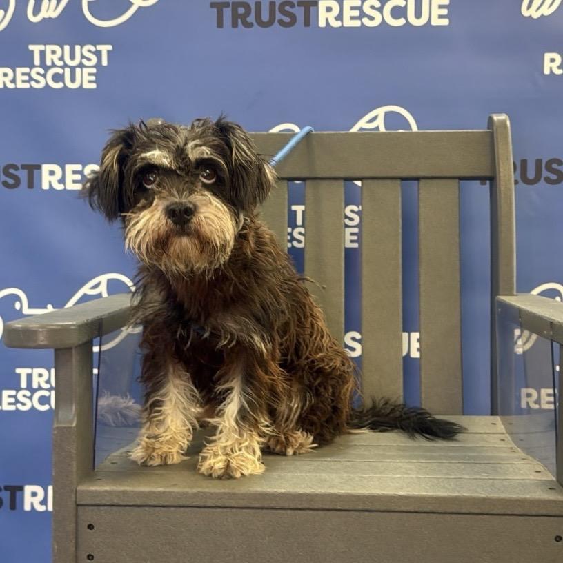 CALLI, Adoptable, Adult Female Schnauzer & Mixed Breed.