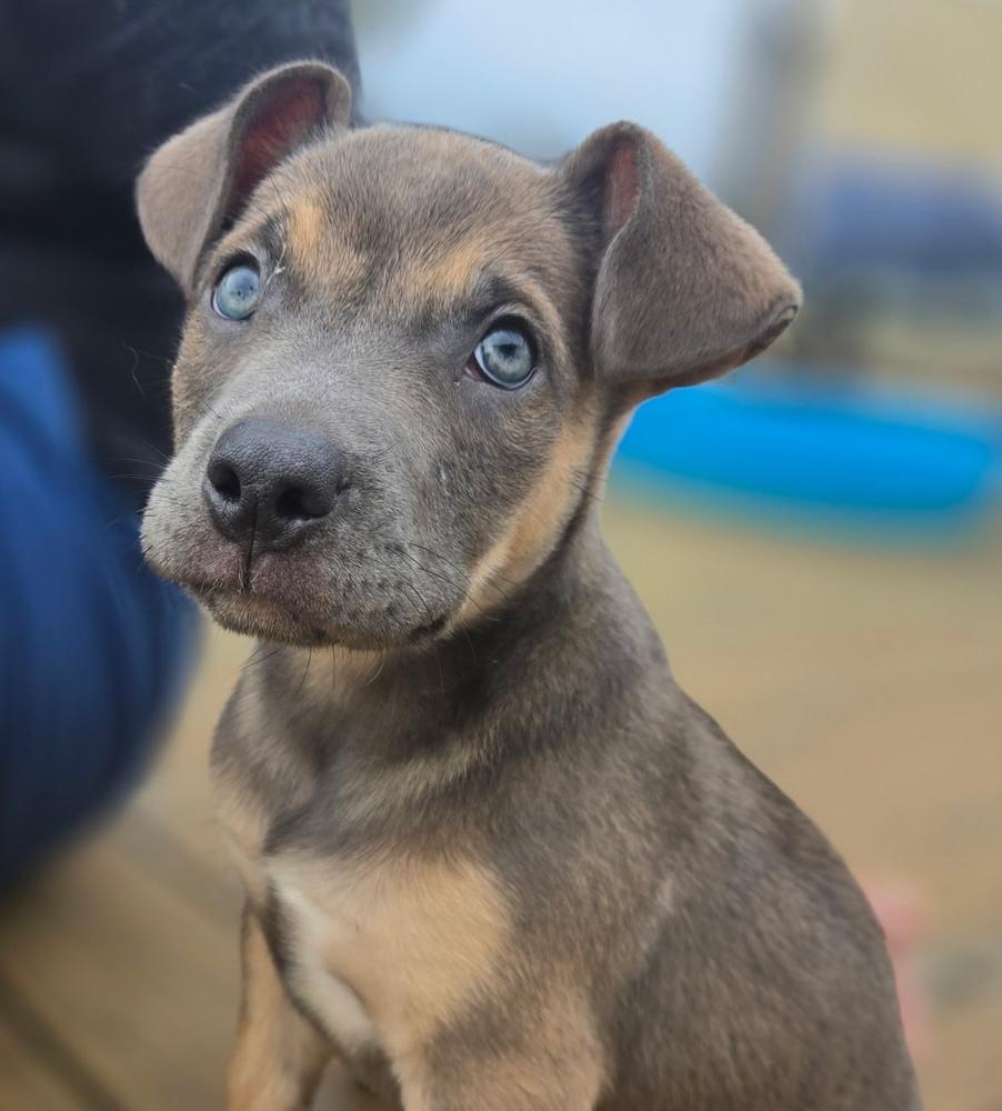 Woody, a Adoptable Mixed Breed in Nashville, TN image 5/6