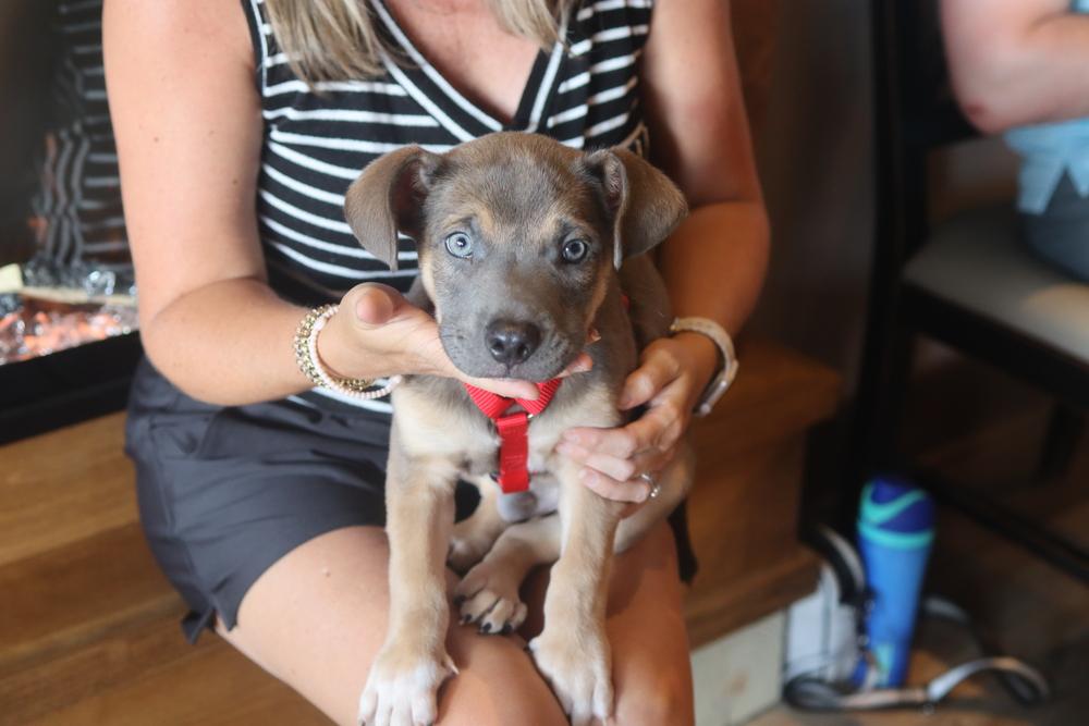 Woody, a Adoptable Mixed Breed in Nashville, TN image 6/6