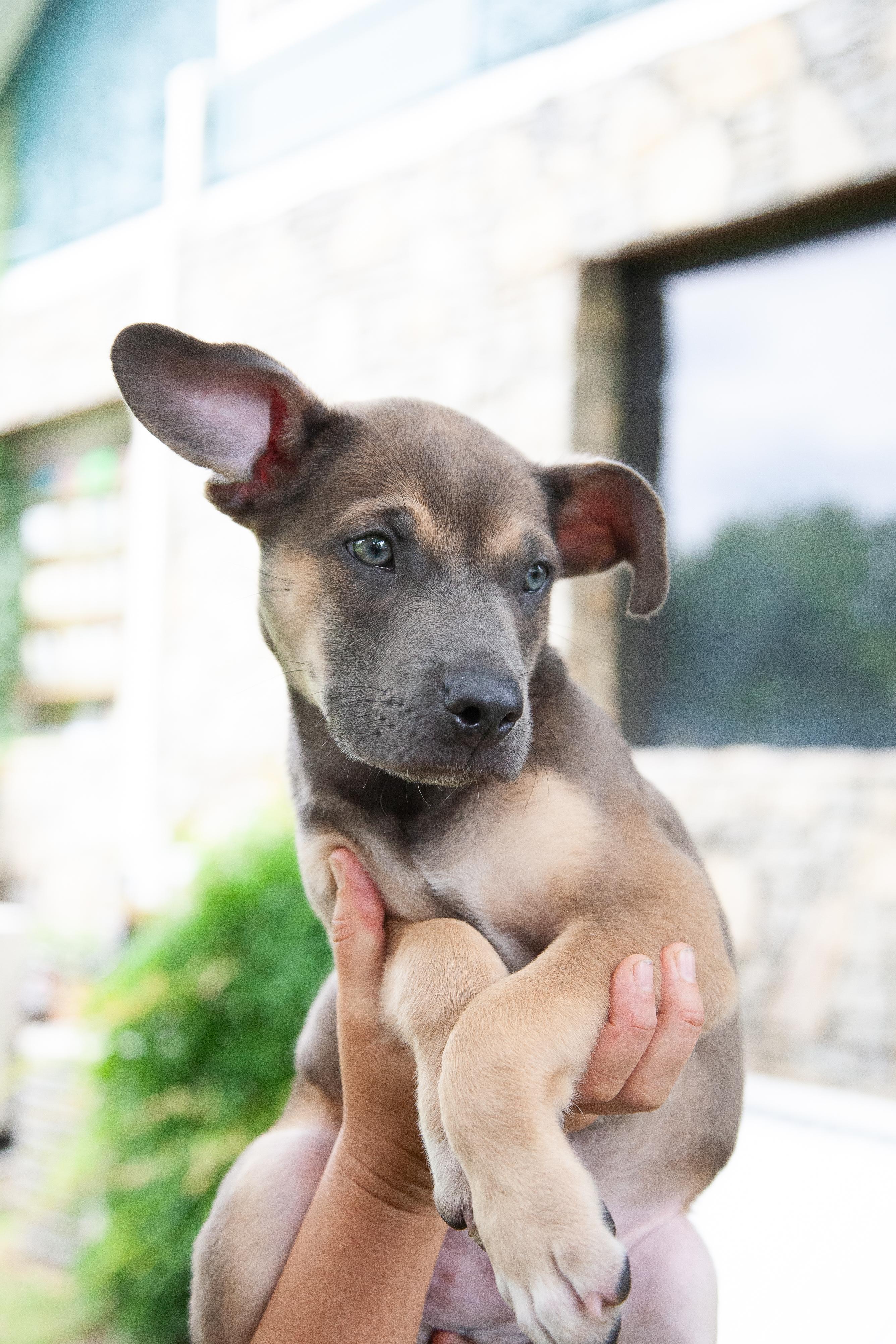 Woody, a Adoptable Mixed Breed in Nashville, TN image 2/6