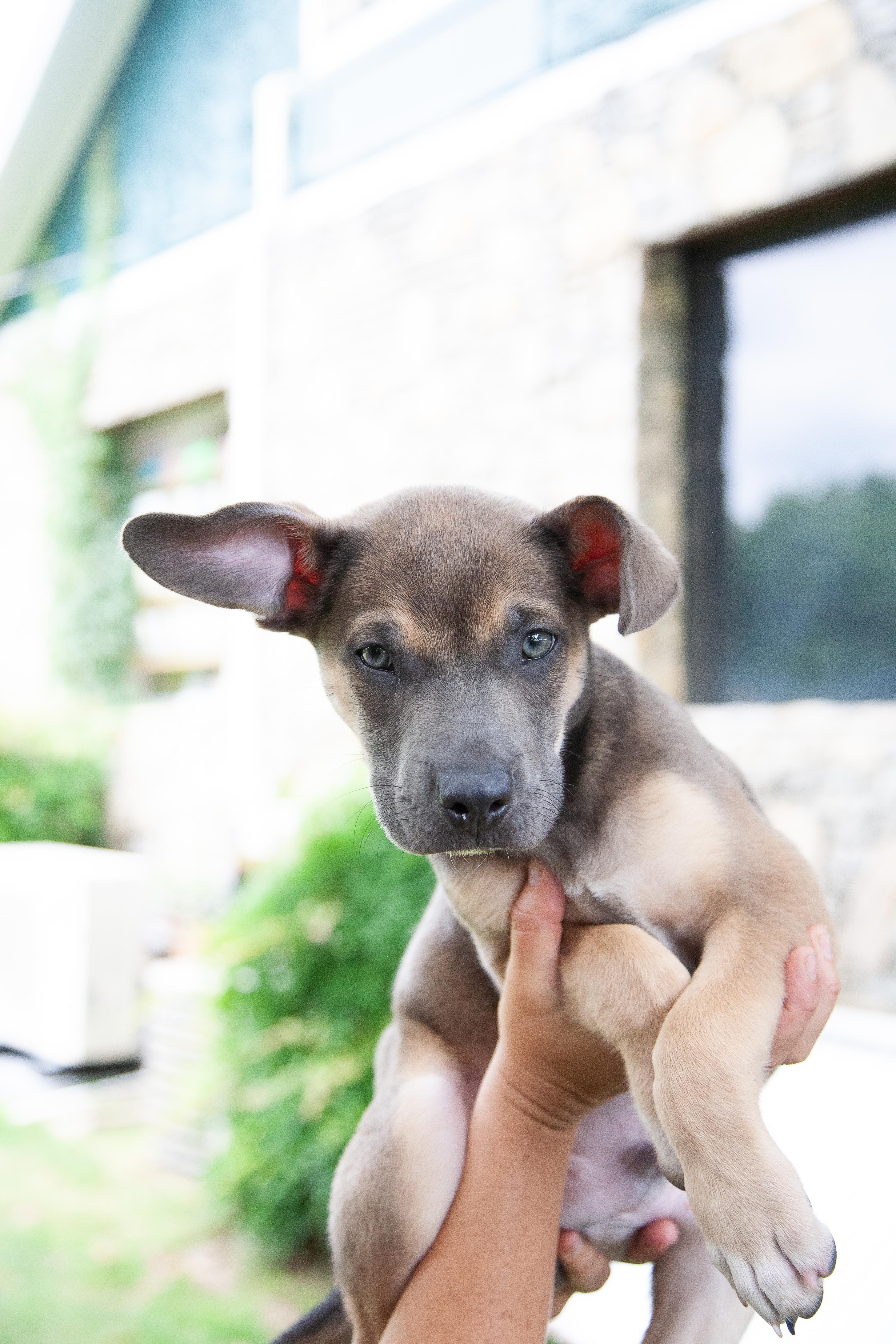 Woody, a Adoptable Mixed Breed in Nashville, TN image 4/6