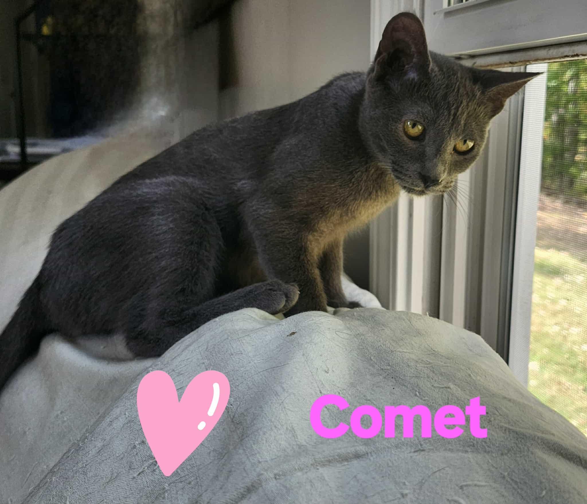 Enlarge Comet, a Adoptable Domestic Short Hair in Beckley, WV image 2/3