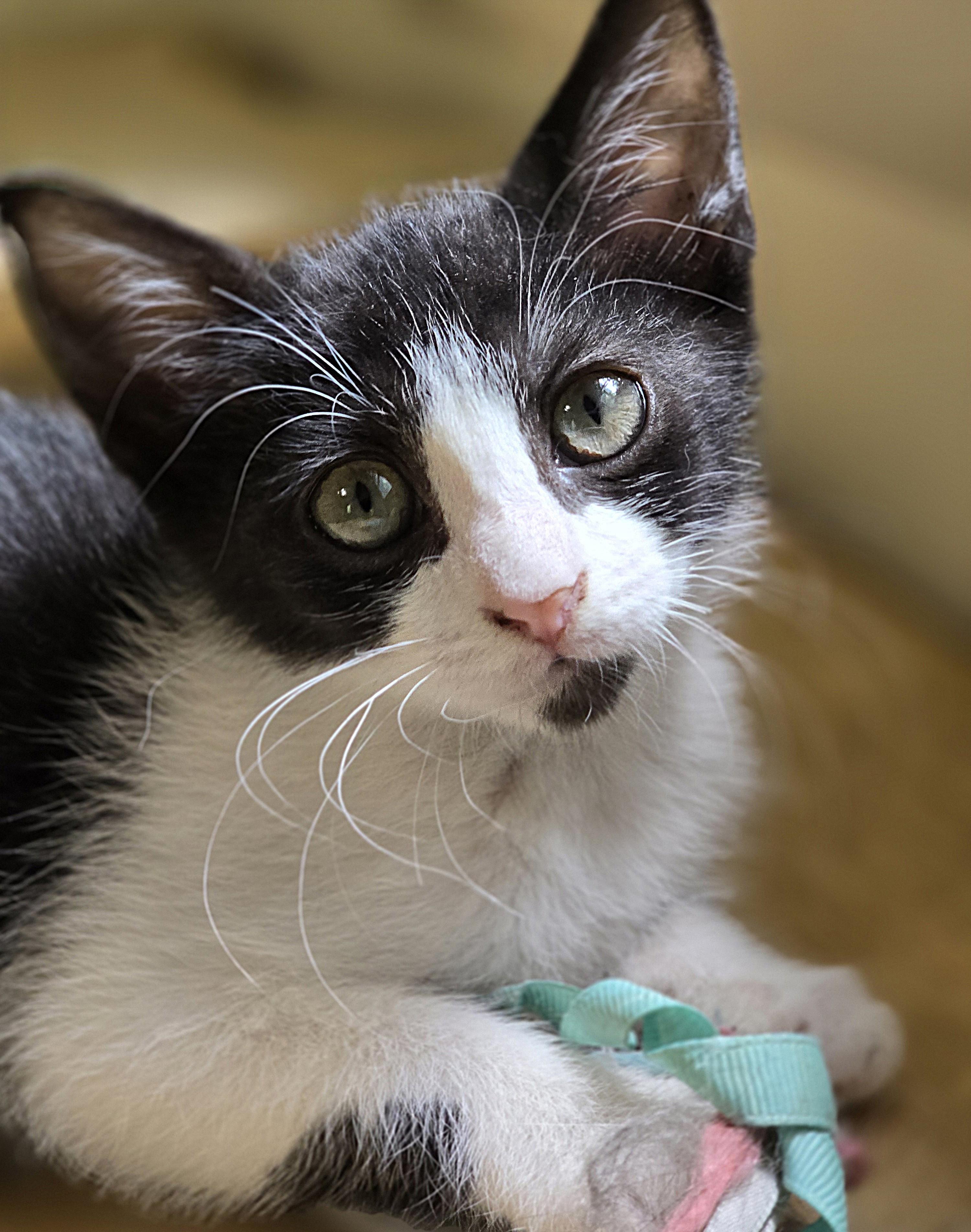 Enlarge Celine, a ADOPTABLE Domestic Short Hair in Wilmington, NC image 1/1