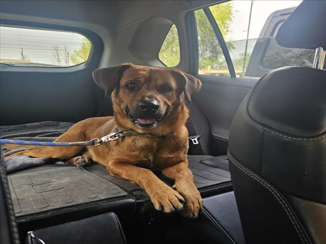 YOGI, Adoptable, Young Male Mixed Breed.