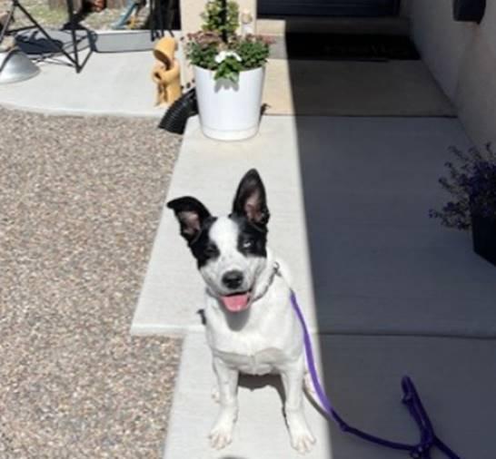 Enlarge Maggie, a Adoptable mixed breed in Albuquerque, NM image 1/4