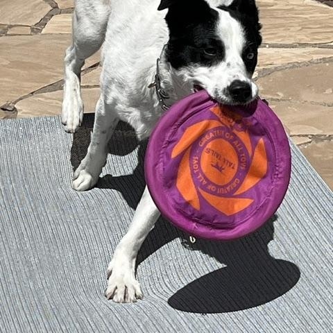 Enlarge Maggie, a Adoptable mixed breed in Albuquerque, NM image 4/6